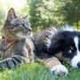 Viaggiare con gli animali domestici: le regole e gli accessori per il trasporto in sicurezza dei nostri amici a quattro zampe