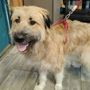 Il cane Fonzie salvato dai volontari del rifugio animali di Moncalieri