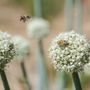 A San Salvario un'oasi verde con piante, fiori e meno asfalto: al via i lavori