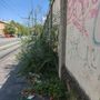 Le erbacce sul marciapiede