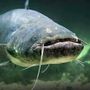 Il temutissimo pesce siluro Il temutissimo pesce siluro