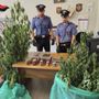 Sono in tutto cinque le persone arrestate dai carabinieri per droga Sono in tutto cinque le persone arrestate dai carabinieri per droga