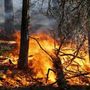 Incendi boschivi, rinnovata la convenzione per la tutela tra Regione e Forestale