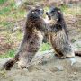 Il caldo influenza la voglia di giocare delle marmotte del Parco Il caldo influenza la voglia di giocare delle marmotte del Parco