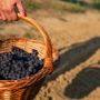 A Prarostino torna la tradizionale Festa dell'Uva: un intero weekend tra vino, musica e sfilate di carri