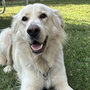 Oscar cerca una famiglia per sempre, appello dal quartiere Parella Oscar cerca una famiglia per sempre, appello dal quartiere Parella