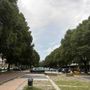 Emergenza verde a Torino: 253 gli alberi morti