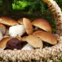 Funghi di notte nei boschi di Fontanigorda: sanzionati due giovani torinesi Funghi di notte nei boschi di Fontanigorda: sanzionati due giovani torinesi