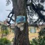 Scongiurato l'abbattimento del maestoso cedro secolare