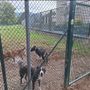 Trecento firme per un'area cani, ma il Comune dice no: "Mancano i fondi" Trecento firme per un'area cani, ma il Comune dice no: "Mancano i fondi"