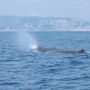 &quot;Onde di Coraggio&quot;: affrontare la Paura e abbracciare il Mare della vita