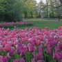 Una Pasqua che profuma di fiori con la XXV edizione di Messer Tulipano