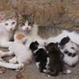 Guai a chi tocca i gatti vagabondi: Nichelino lancia una campagna di sensibilizzazione