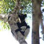 Contare i lemuri attraverso il loro canto, la svolta nel monitoraggio dell'indri in Madagascar