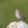 Le pisce da sci delle Alpi italiane risorsa per la biodiversità degli uccelli