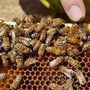 Due milioni dalla Regione per l'apicoltura