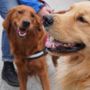 Cani e caldo: in Circoscrizione 2 si propone l’obbligo di acqua in passeggiata