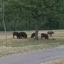Nichelino, un gruppo di cinghiali scorrazza tra via Miraflores e il parco del Boschetto