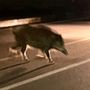 Paura a Mirafiori sud: branco di cinghiali attraversa la strada di notte