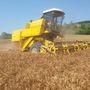 Grano e orzo: accolto positivo nel Torinese, ma prezzi inferiori al 2025 Grano e orzo: accolto positivo nel Torinese, ma prezzi inferiori al 2025