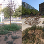 Estate torrida e piante secche, Fissolo (Moderati): "I torinesi adottino gli alberi" Estate torrida e piante secche, Fissolo (Moderati): "I torinesi adottino gli alberi"