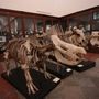 Una immagine del Museo Regionale di Scienze Naturali