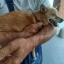 Si cerca disperatamente la Pinscher Trilly: &quot;300 euro per chi la porta a casa&quot;