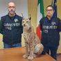 Effettuati una serie di controlli dai militari in provincia di Torino, Novara, Vercelli e Verbania Effettuati una serie di controlli dai militari in provincia di Torino, Novara, Vercelli e Verbania