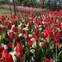 Messer Tulipano, da oggi al 1° Maggio biglietto ridotto a 9 euro
