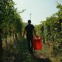 Dalle vigne al calice: la filiera corta di Cantina Clavesana Dalle vigne al calice: la filiera corta di Cantina Clavesana