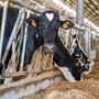 Dal latte dei soci al territorio: la filiera corta di Piemonte Latte