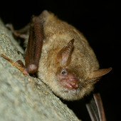 “Bat Night” a Carignano: pipistrelli protagonisti di una serata sotto le stelle