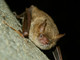 “Bat Night” a Carignano: pipistrelli protagonisti di una serata sotto le stelle