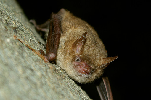 “Bat Night” a Carignano: pipistrelli protagonisti di una serata sotto le stelle