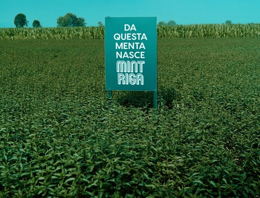 Mintriga: tutte le declinazioni della menta Mintriga: tutte le declinazioni della menta