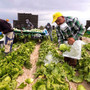 Agricoltura, aperto il bando per la sistemazione dei lavoratori stagionali