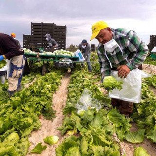 Agricoltura, aperto il bando per la sistemazione dei lavoratori stagionali
