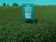 Mintriga: tutte le declinazioni della menta Mintriga: tutte le declinazioni della menta