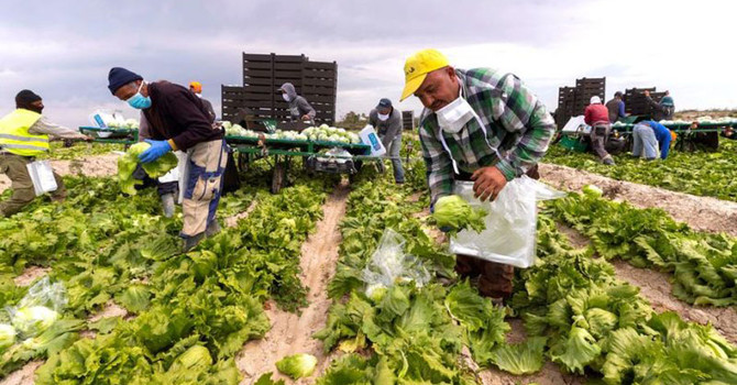 Quasi 80 mila le assunzioni di lavori stranieri: trainano costruzioni e agricoltura