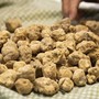 Tartufo bianco (foto d'archivio)