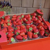 Peveragno torna a raccontarsi attraverso la sua fragola