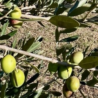 Oliveti Giachino: l’eccellenza dell’olio tra le colline torinesi