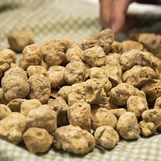 Tartufo bianco (foto d'archivio)