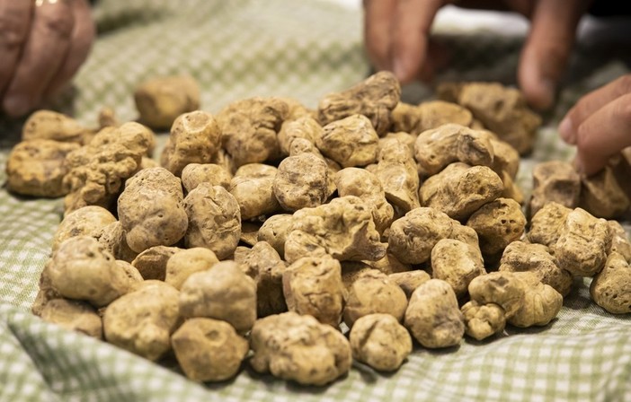 Tartufo bianco (foto d'archivio)