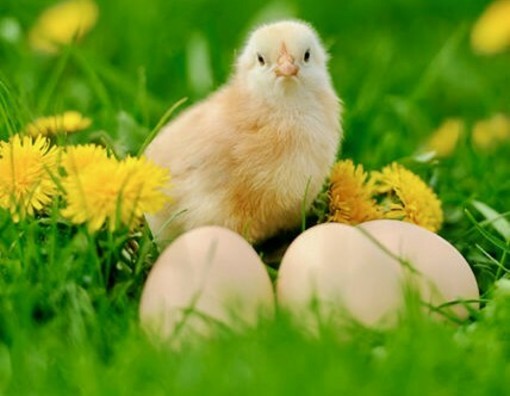 Azienda Agricola Gallo: se il segreto delle uova è tutto nella loro qualità Azienda Agricola Gallo: se il segreto delle uova è tutto nella loro qualità