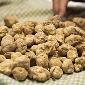 Tartufo bianco (foto d'archivio)