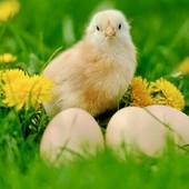 Azienda Agricola Gallo: se il segreto delle uova è tutto nella loro qualità Azienda Agricola Gallo: se il segreto delle uova è tutto nella loro qualità