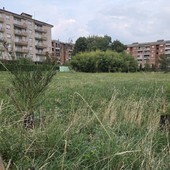 Il Bosco urbano partecipato di Pinerolo ora diventa un’eredità