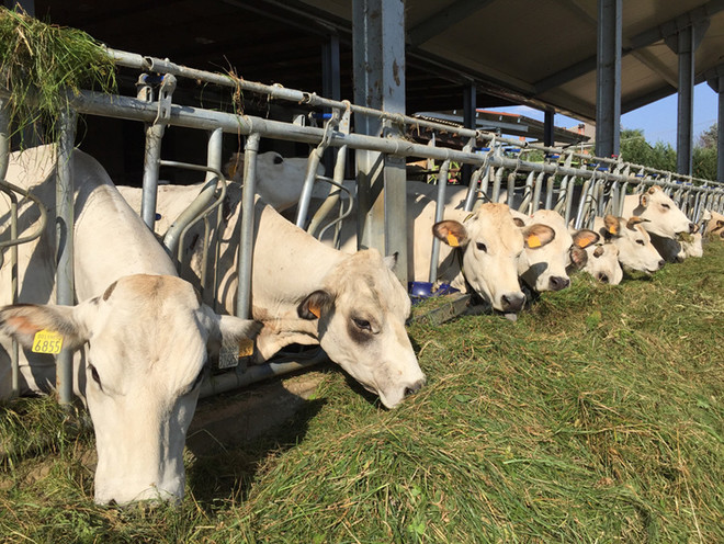 Confagricoltura e Coldiretti chiedono alla Regione un piano straordinario per sostenere gli allevamenti bovini