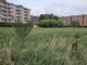 Il Bosco urbano partecipato di Pinerolo ora diventa un’eredità Il Bosco urbano partecipato di Pinerolo ora diventa un’eredità